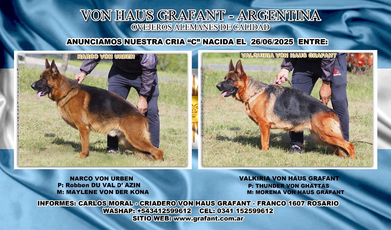 cachorro ovejero aleman precio en rosario